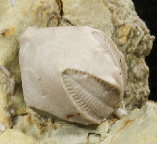 Blastoid (Pentremites) Fossil - Illinois #48664